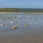 Hotel Sea Noordwijk